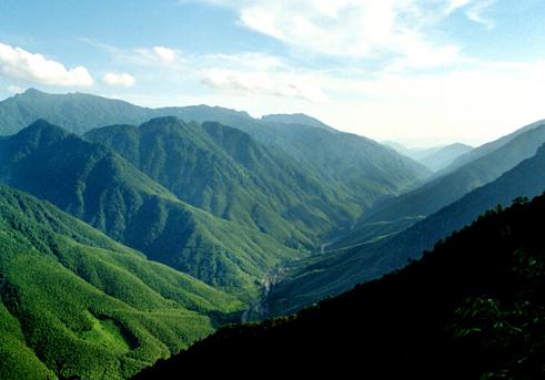 從金駿眉市場亂象 看紅茶行業(yè)知識(shí)產(chǎn)權(quán)保護(hù)的不足